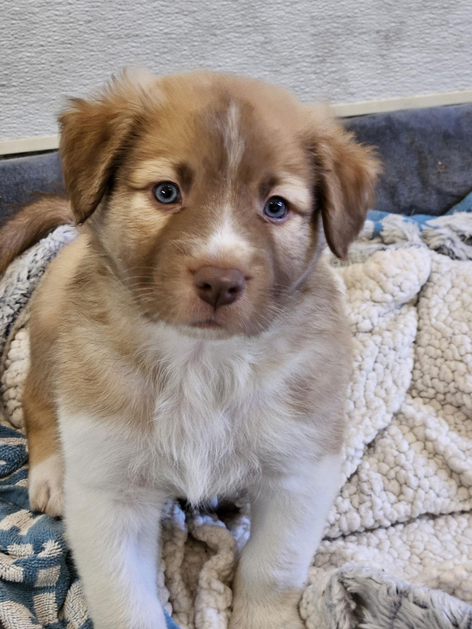 SPRUCE, Adoptable, Puppy Male Border Collie.