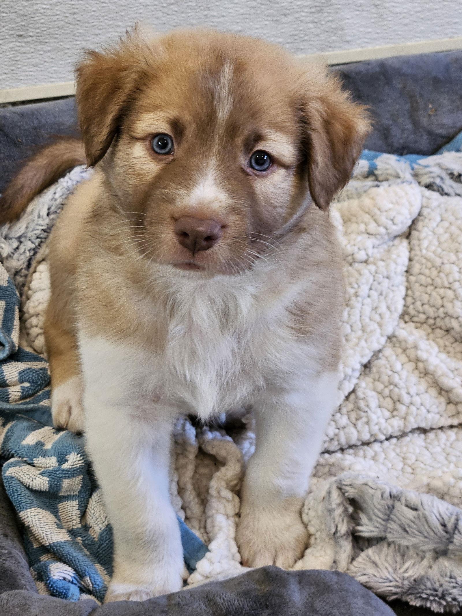 Enlarge SPRUCE, a Adoptable Border Collie in Agoura Hills, CA image 2/3