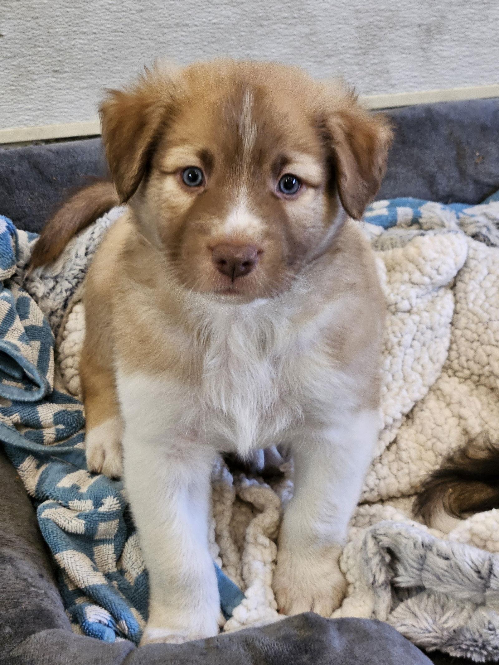 Enlarge SPRUCE, a Adoptable Border Collie in Agoura Hills, CA image 3/3