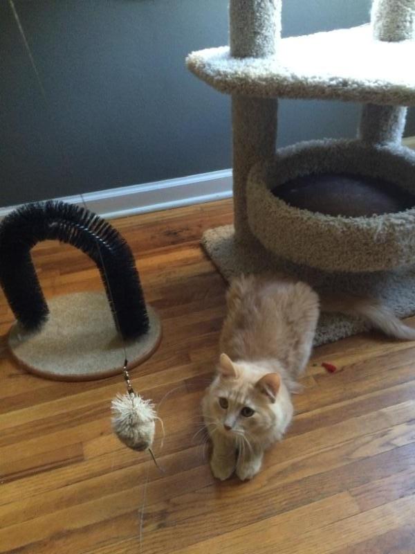 Orlando ADOPTED:) 4