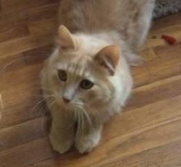 Orlando ADOPTED:) 1