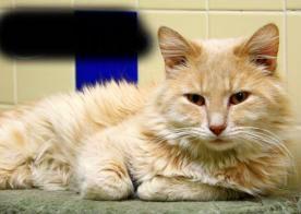 Orlando ADOPTED:) 3