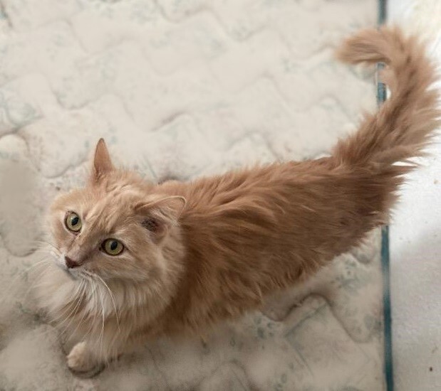 Orlando ADOPTED:) 5