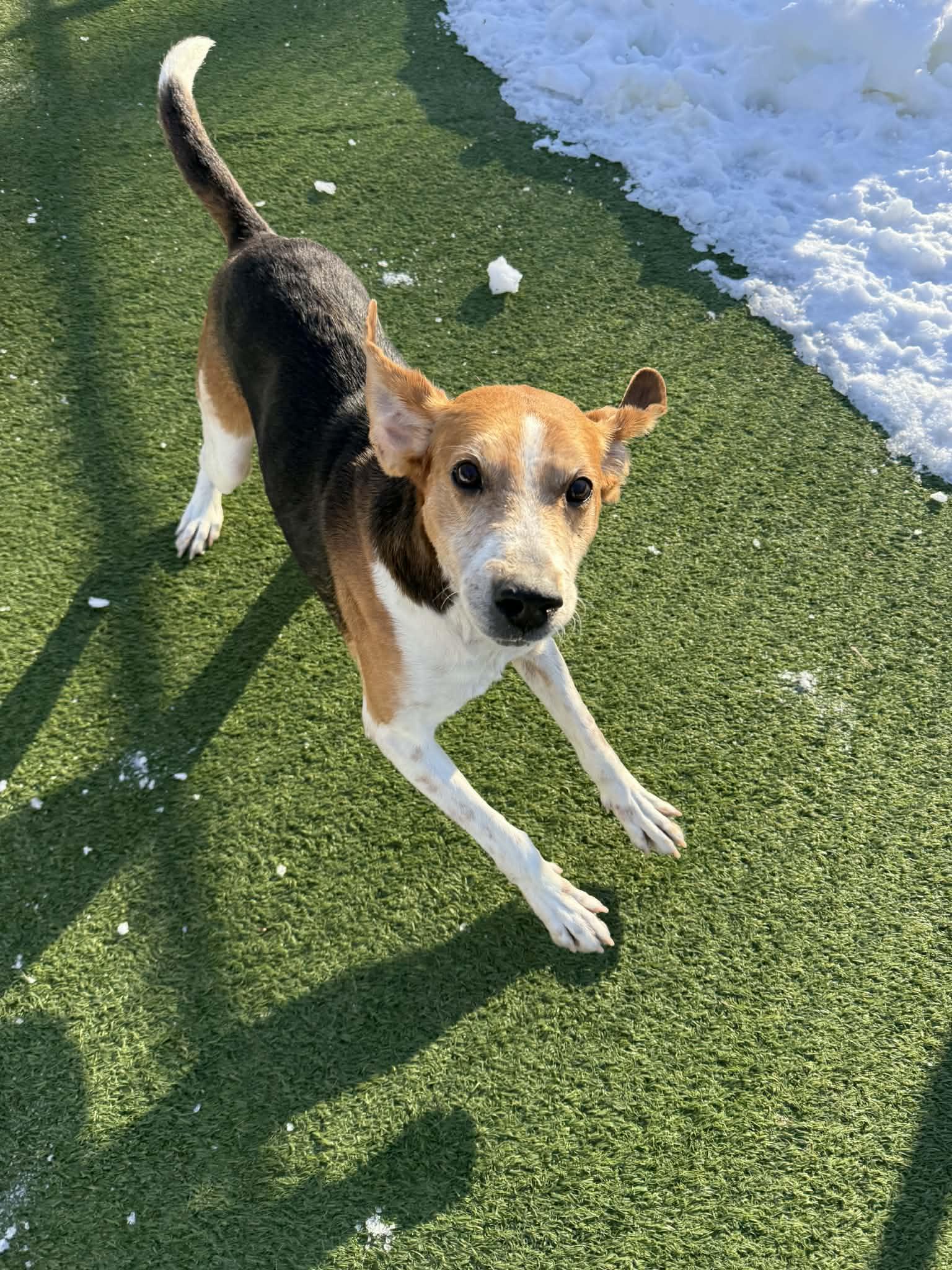 Gilbert, ADOPTABLE, Adult Male Hound.