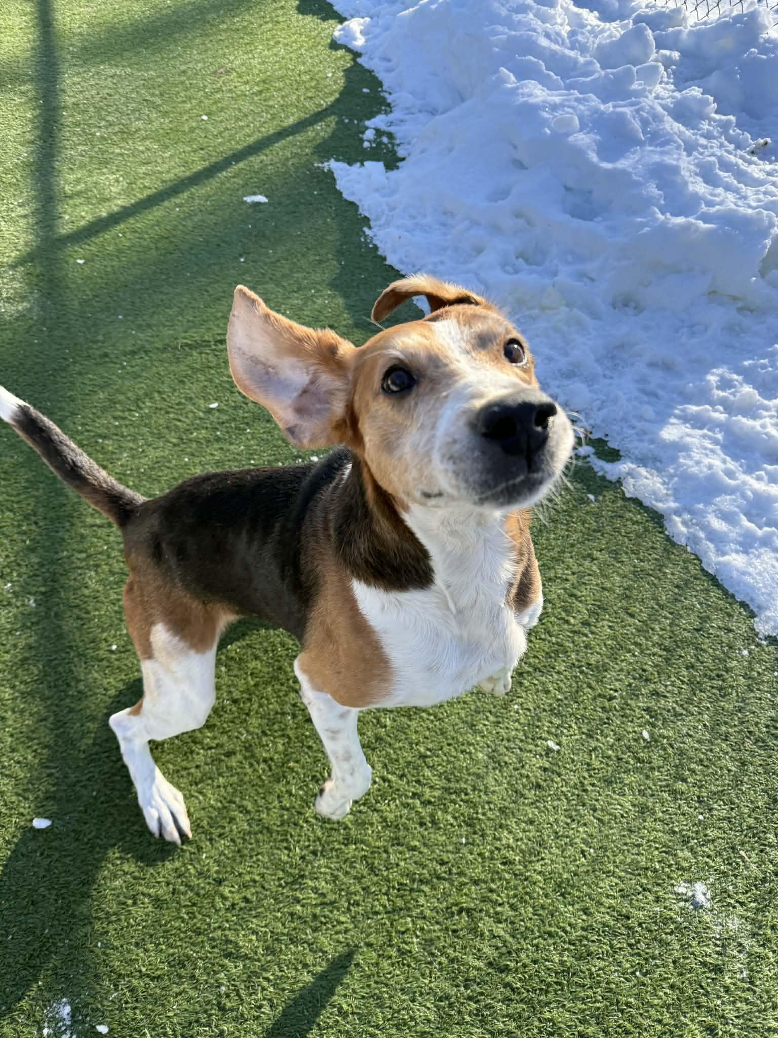 Enlarge Gilbert, a ADOPTABLE Hound in Groton, CT image 2/4