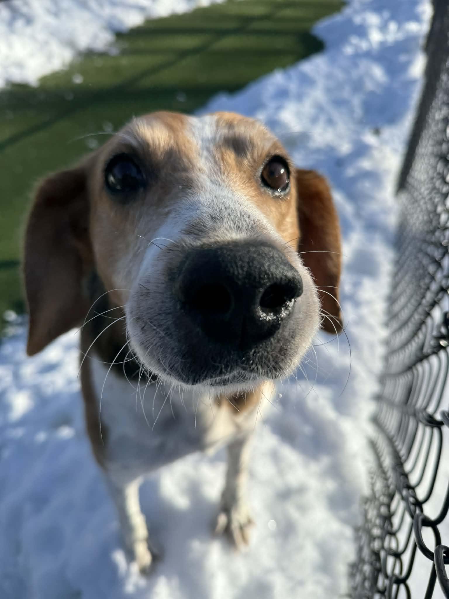 Enlarge Gilbert, a ADOPTABLE Hound in Groton, CT image 3/4