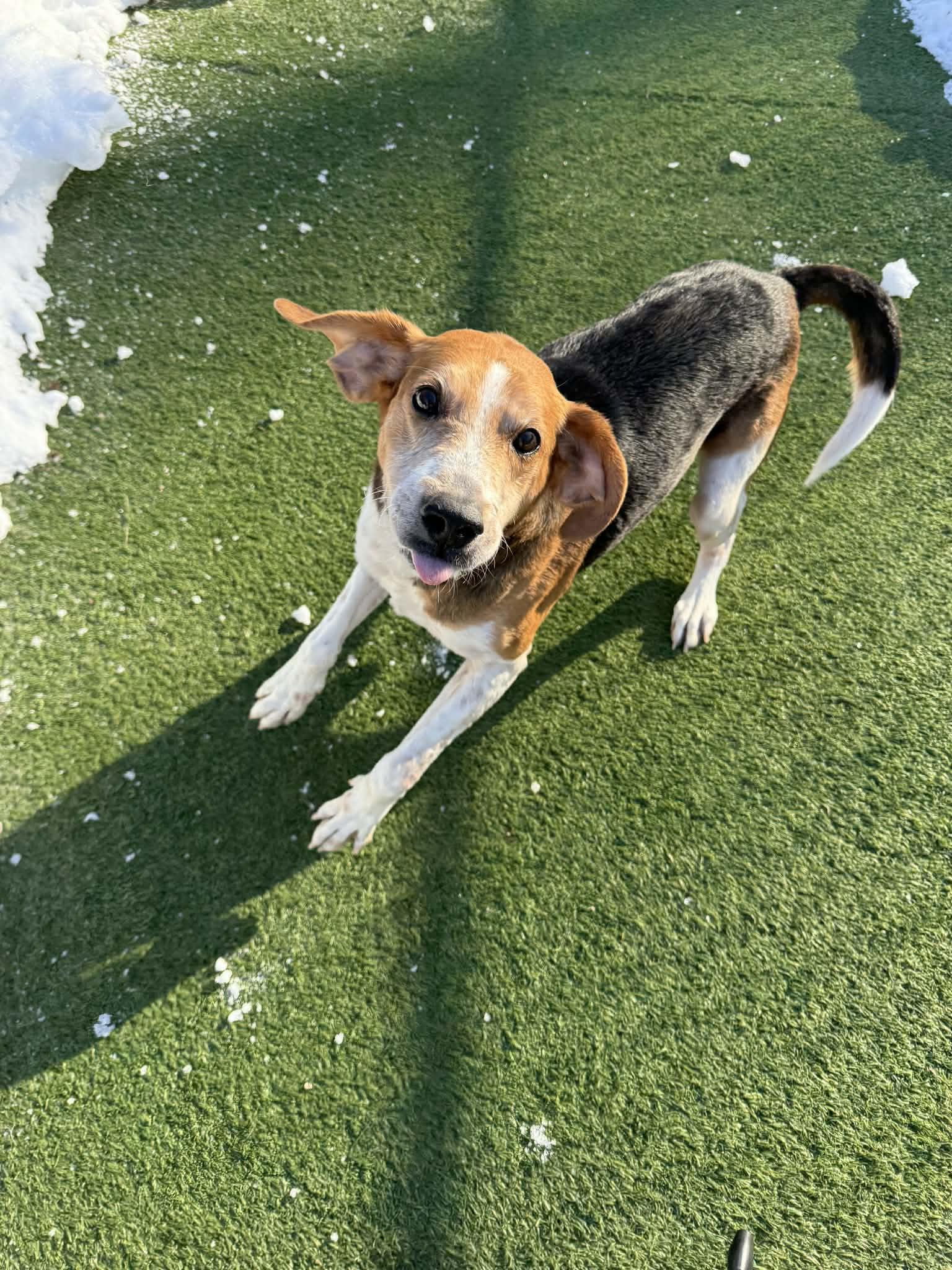 Enlarge Gilbert, a ADOPTABLE Hound in Groton, CT image 4/4