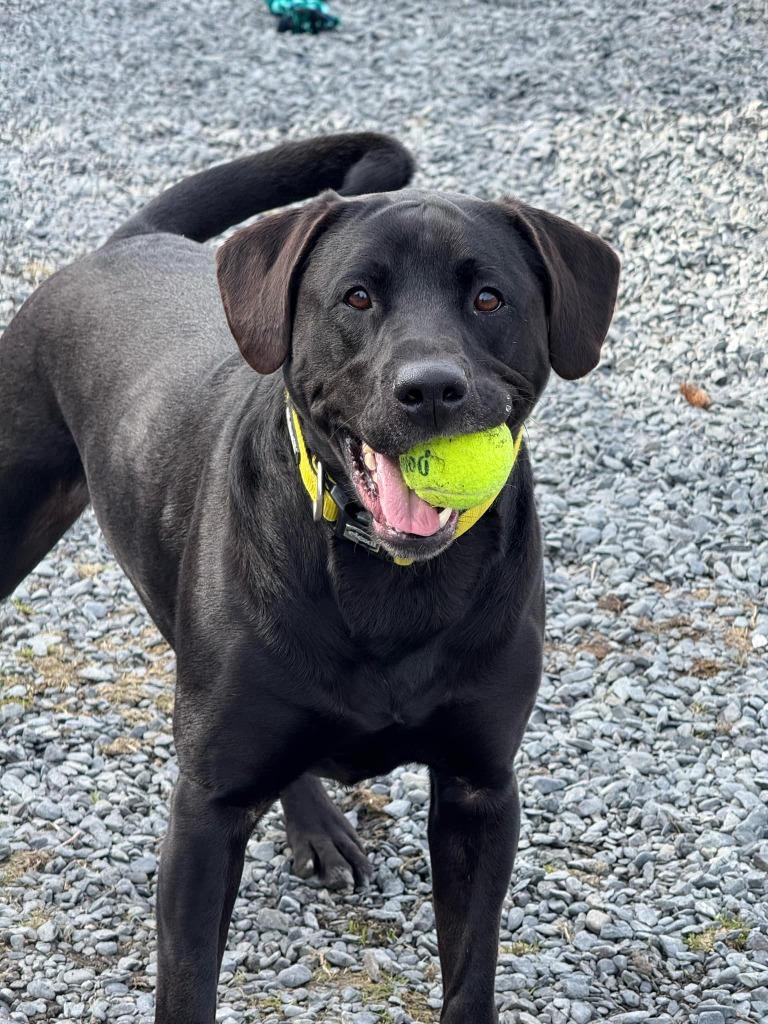 Triton, Adoptable, Adult Male Labrador Retriever & Labrador Retriever.