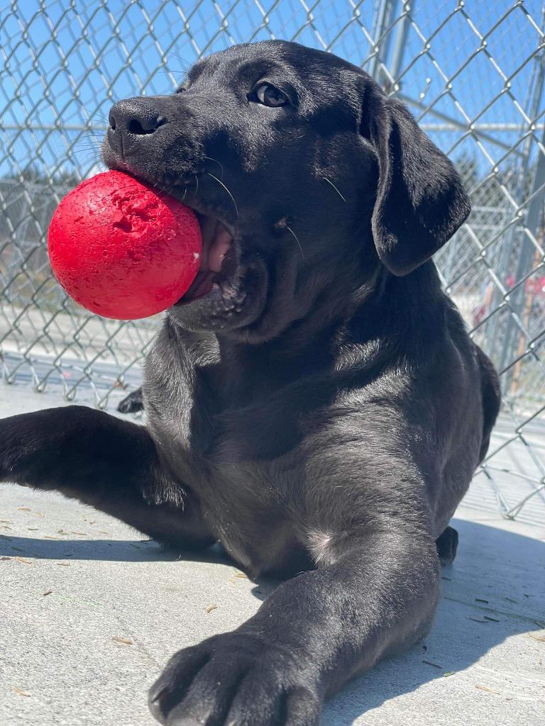 Enlarge Triton, a Adoptable mixed breed in Kodiak, AK image 2/5