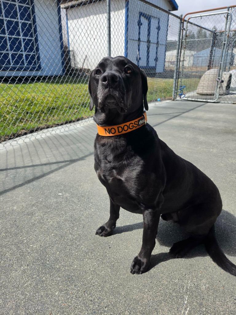 Enlarge Triton, a Adoptable mixed breed in Kodiak, AK image 3/5