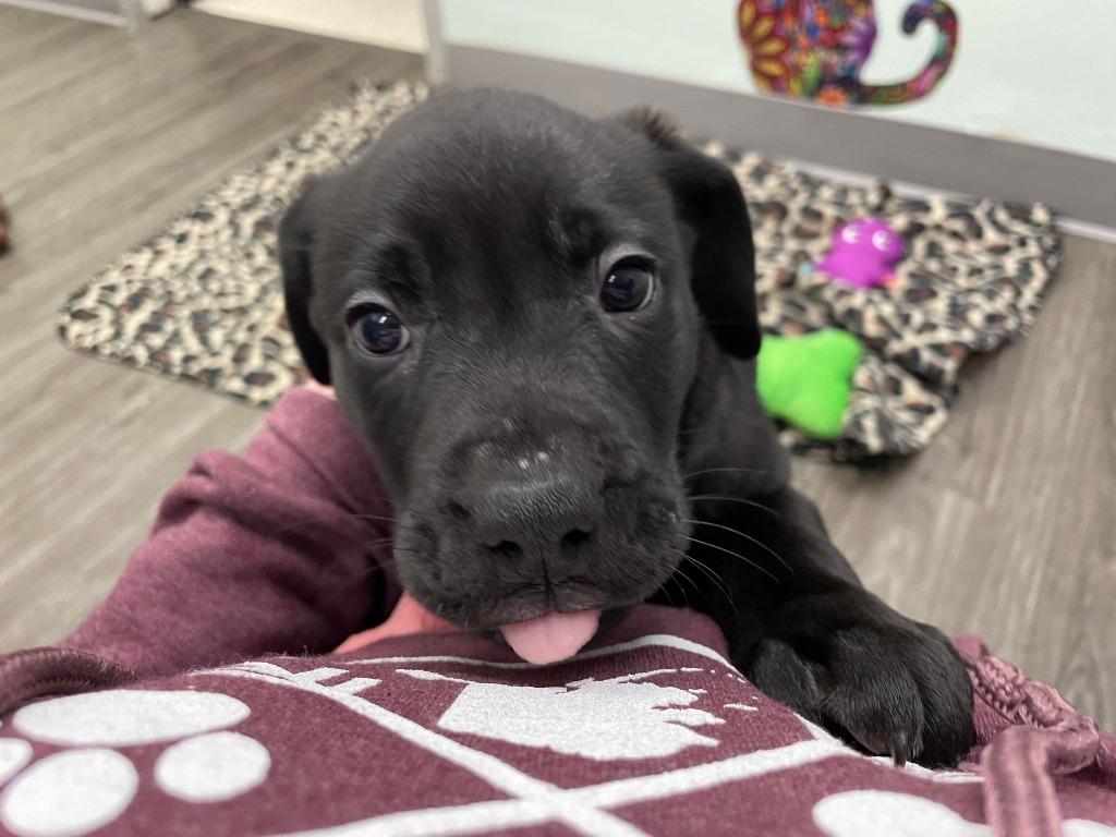 Enlarge Triton, a Adoptable mixed breed in Kodiak, AK image 4/5