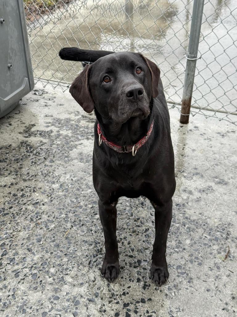 Enlarge Triton, a Adoptable mixed breed in Kodiak, AK image 5/5