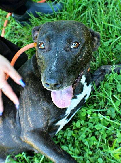Shirley, a Adoptable mixed breed in Morton Grove, IL image 1/3