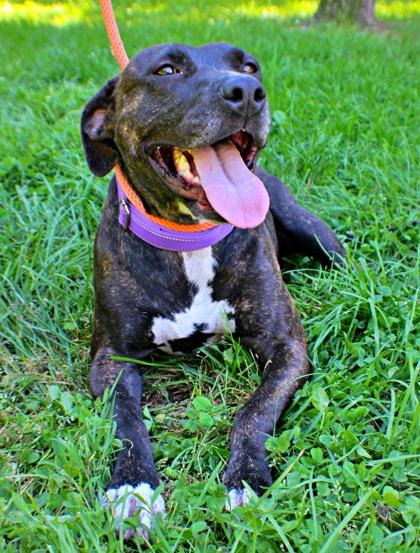 Shirley, a Adoptable mixed breed in Morton Grove, IL image 2/3