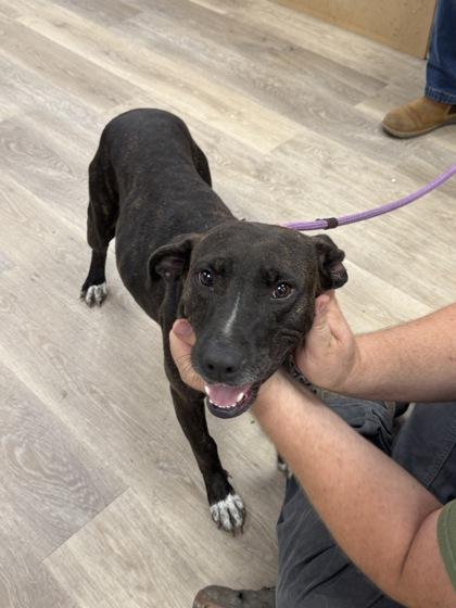 Shirley, a Adoptable mixed breed in Morton Grove, IL image 3/3