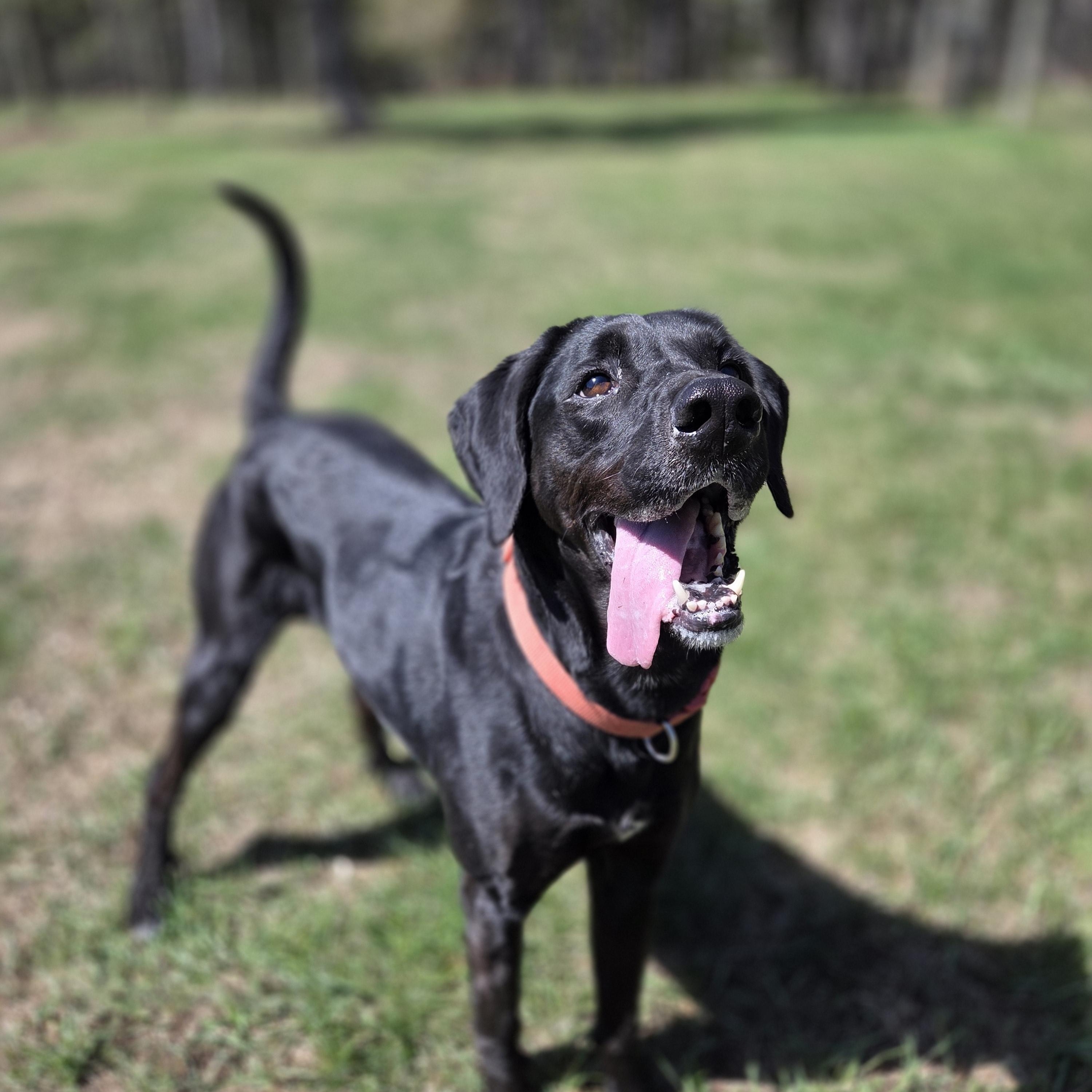 Enlarge Wendy, a Adoptable mixed breed in Park Rapids, MN image 1/1