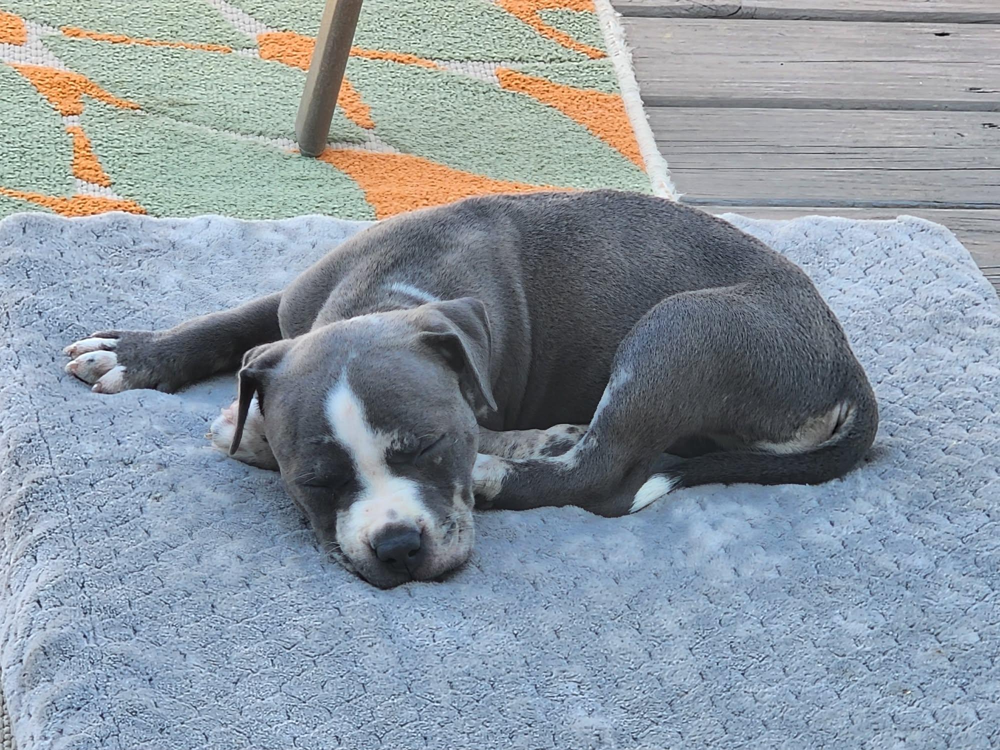 Enlarge Miley, an adopted mixed breed in Cedar Rapids, IA image 6/6