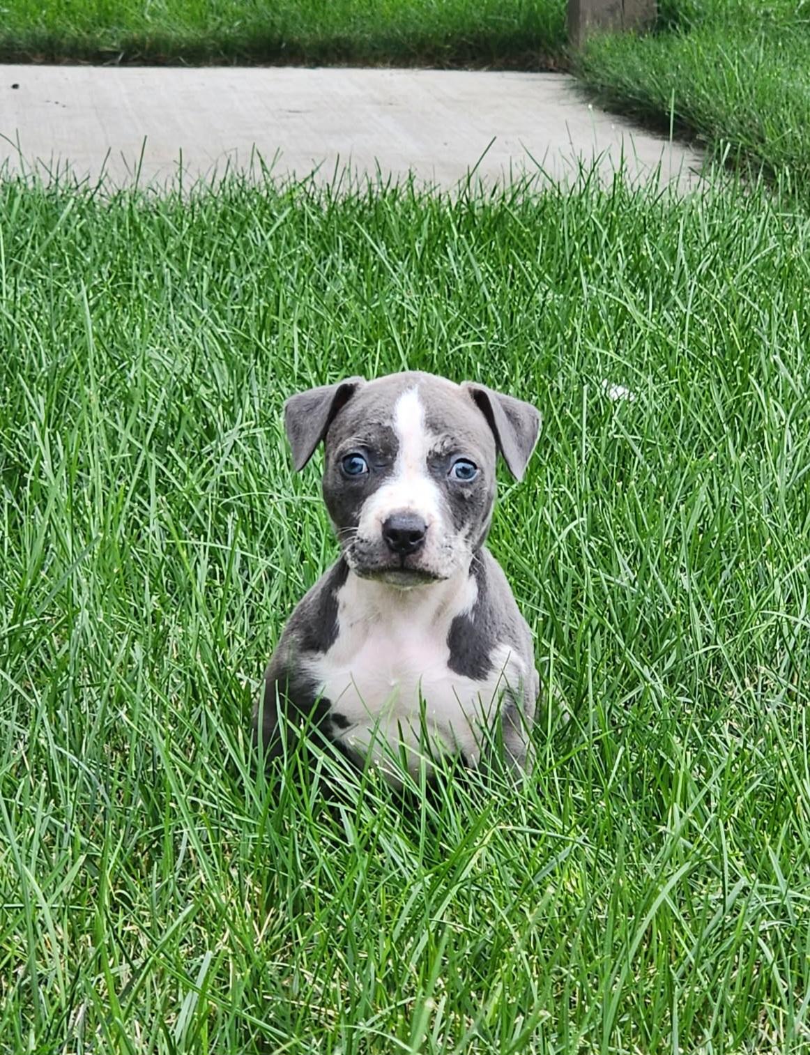 Enlarge Miley, an adopted mixed breed in Cedar Rapids, IA image 4/6