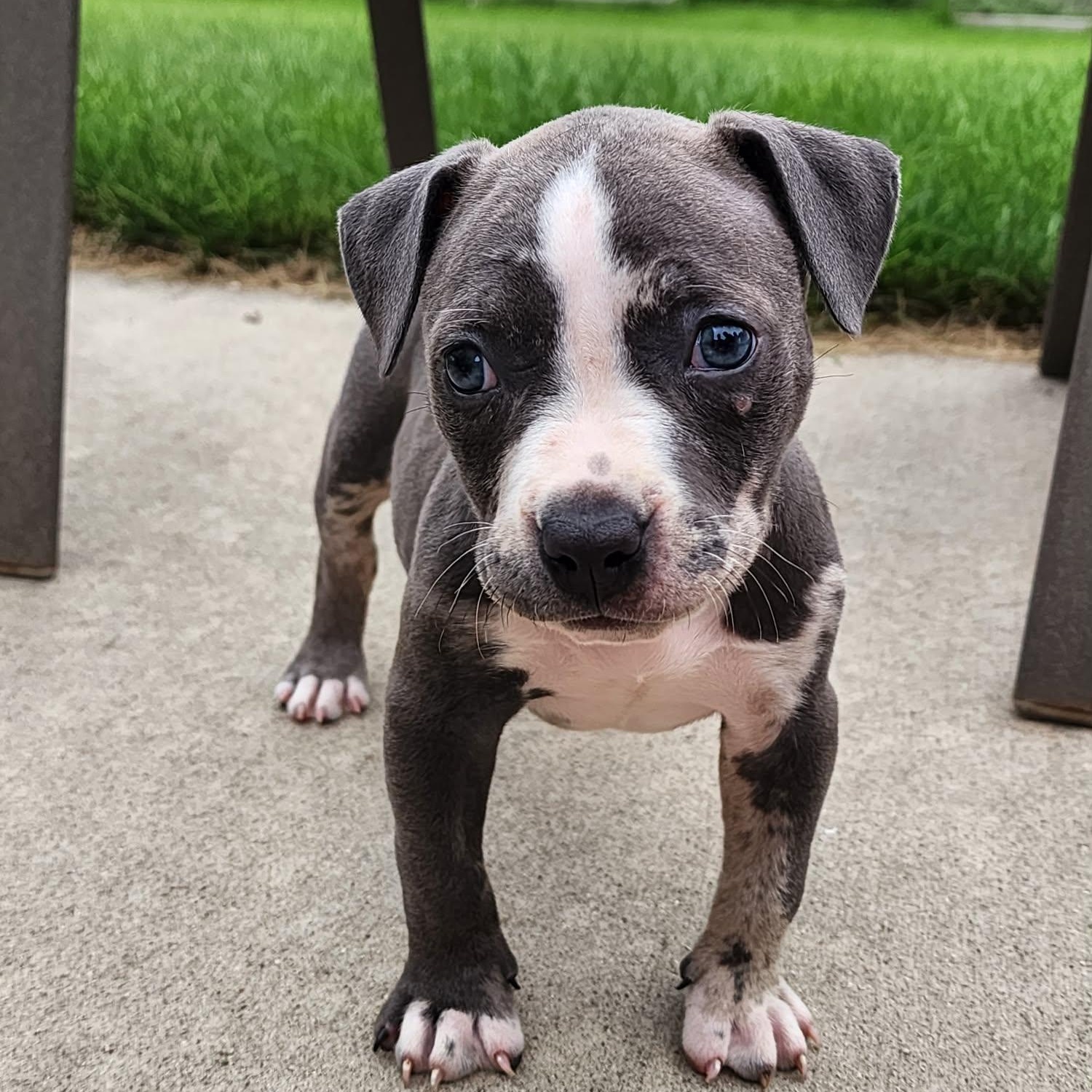 Enlarge Miley, an adopted mixed breed in Cedar Rapids, IA image 1/6