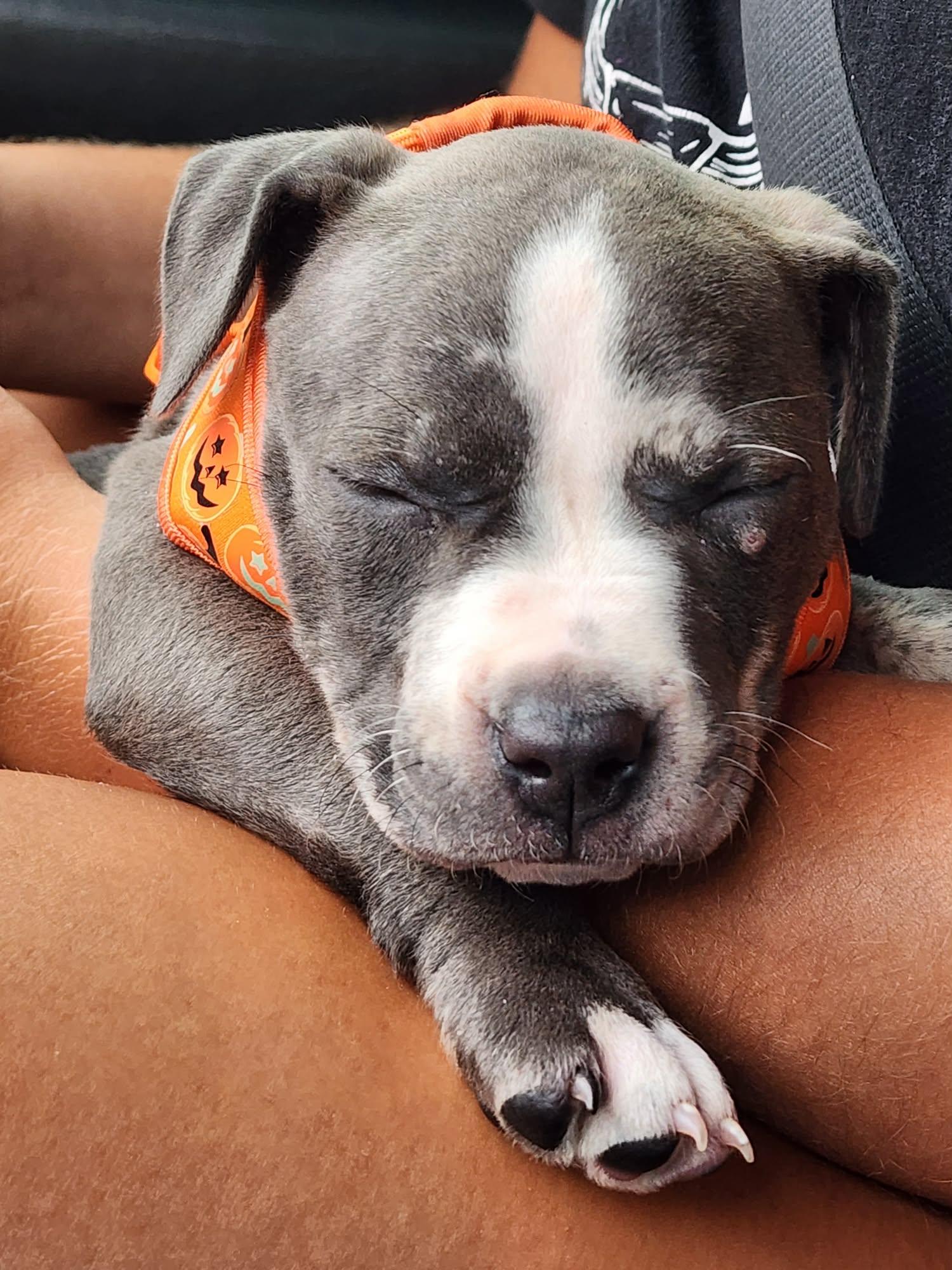 Enlarge Miley, an adopted mixed breed in Cedar Rapids, IA image 5/6