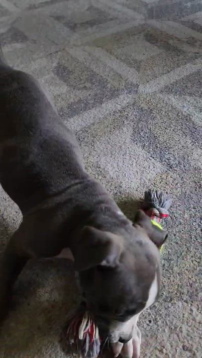 Enlarge Miley, an adopted mixed breed in Cedar Rapids, IA video 3/6