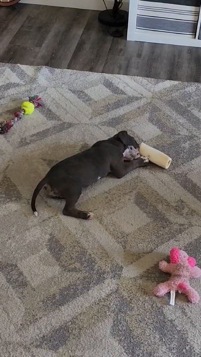 Enlarge Miley, an adopted mixed breed in Cedar Rapids, IA video 2/6