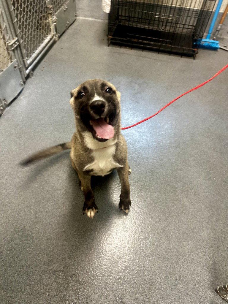 PR 56 Stark, Adoptable, Puppy Male Belgian Shepherd / Malinois.
