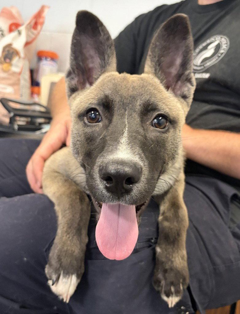 PR 56 Stark, a Adoptable Belgian Shepherd / Malinois in Glen Allen, VA image 2/2