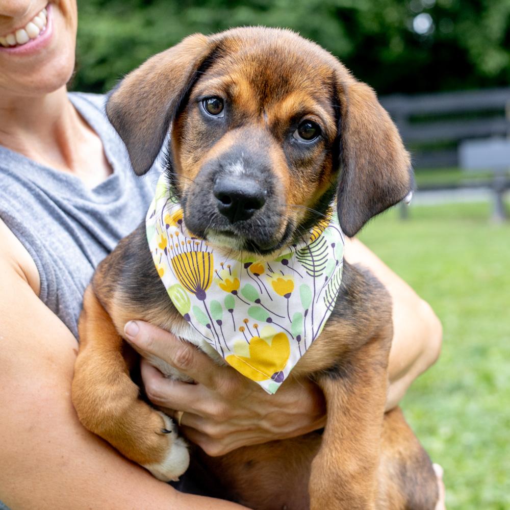 Diamond  (Female)  Available 8/23