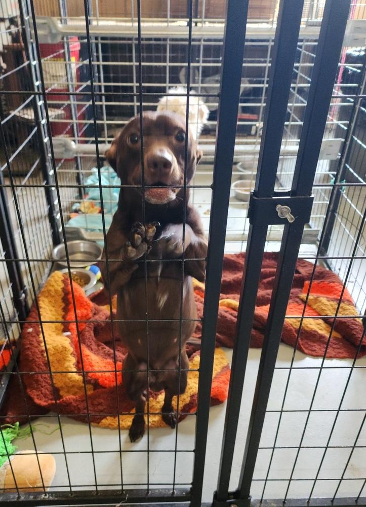 Enlarge Grumpy, a Adoptable mixed breed in Herriman, UT image 2/2