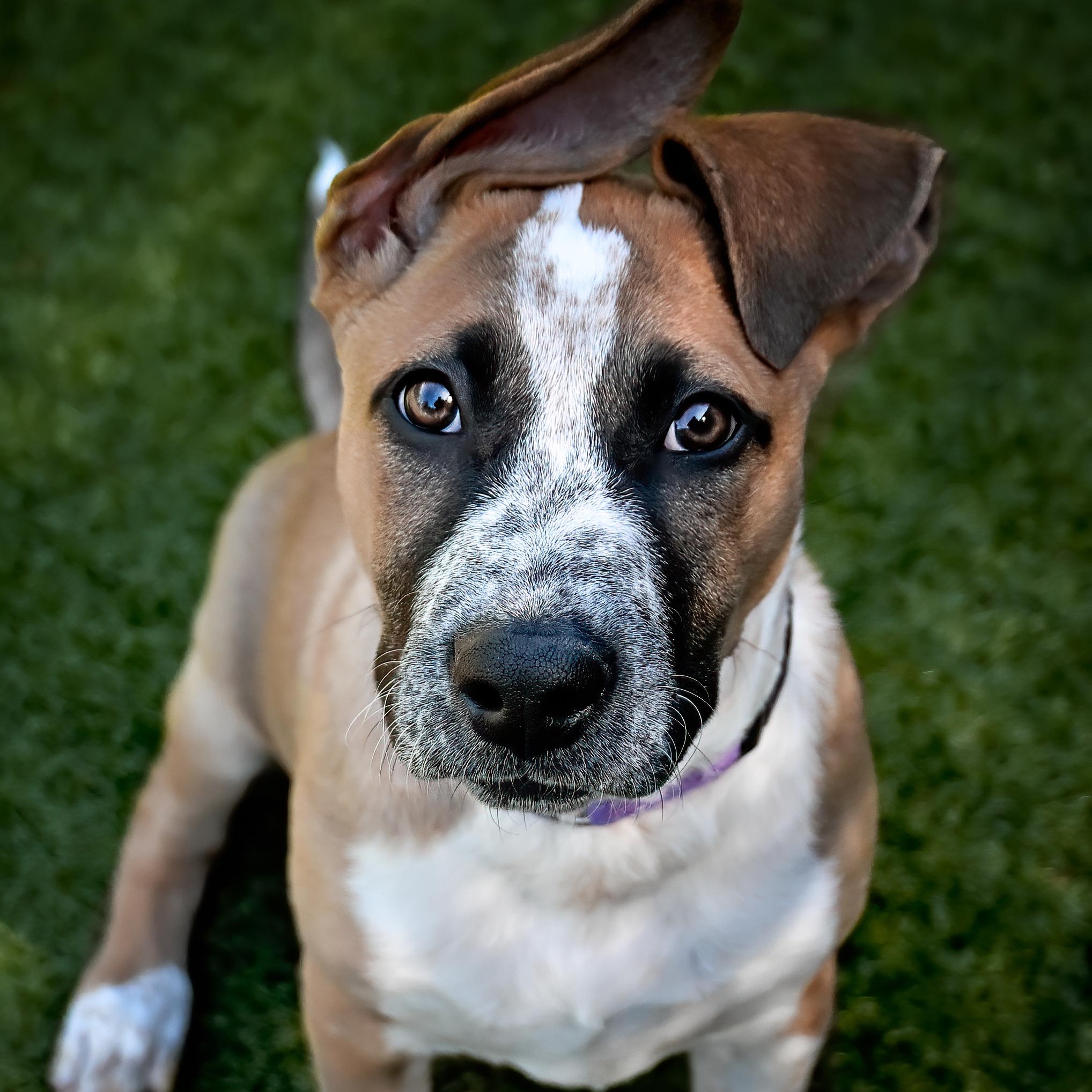 Penelope, ADOPTABLE, Puppy Female Australian Cattle Dog / Blue Heeler.