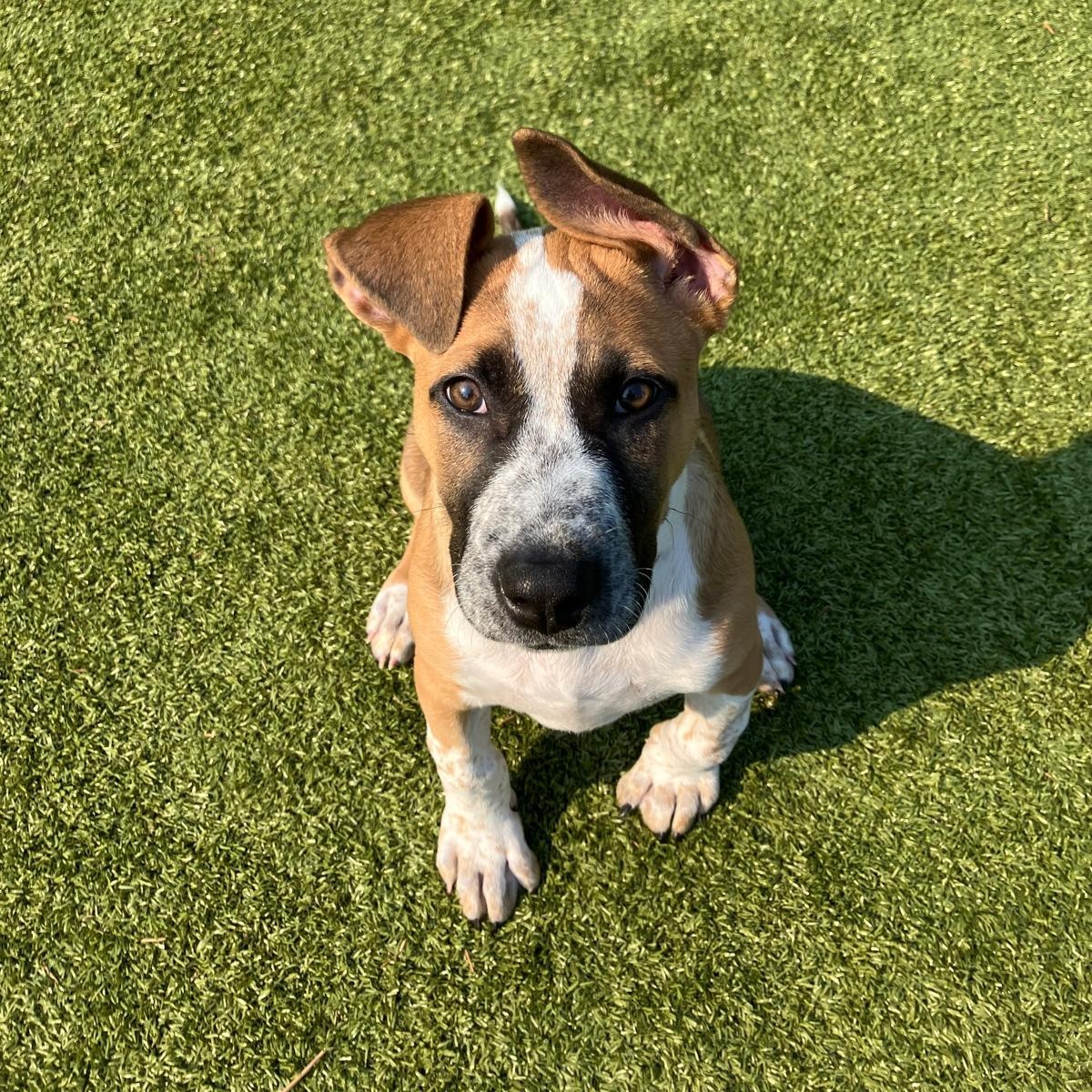 Enlarge Penelope, a ADOPTABLE Australian Cattle Dog / Blue Heeler in Friday Harbor, WA image 4/4