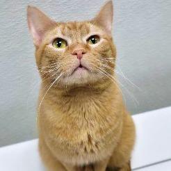 Enlarge Marengo, a Adoptable Domestic Short Hair in Galveston, TX image 1/2