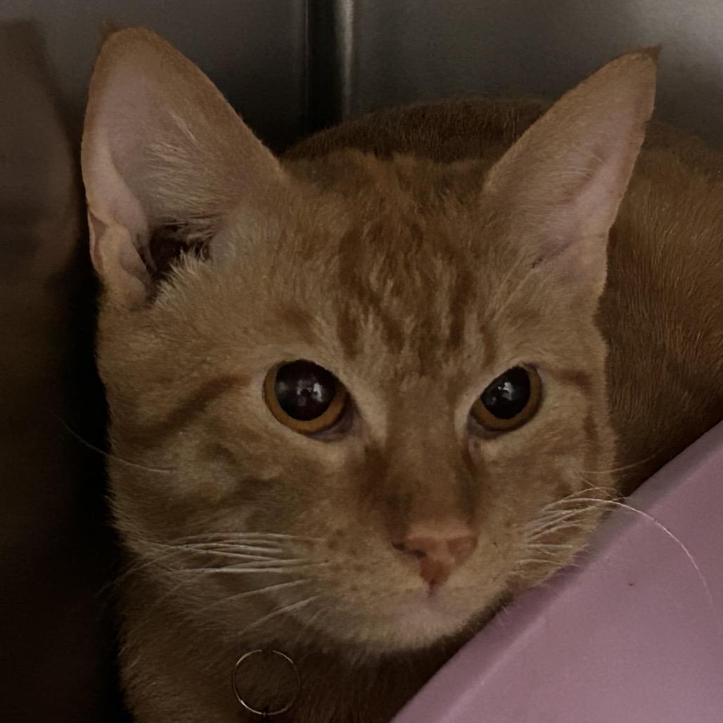 Enlarge Marengo, a Adoptable Domestic Short Hair in Galveston, TX image 2/2
