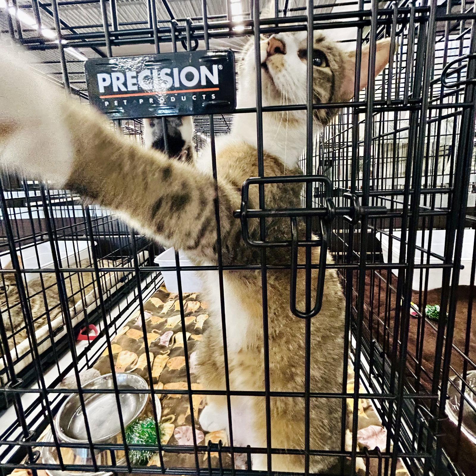 Deux, Adoptable, Young Female Domestic Short Hair & Tabby.
