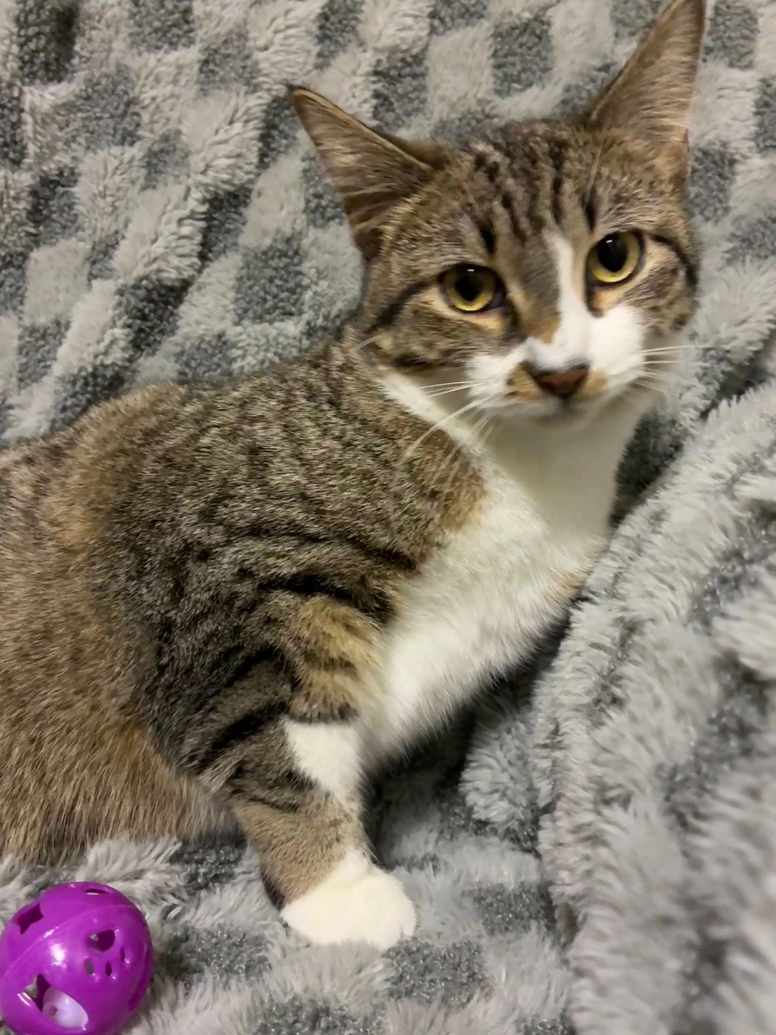 Enlarge Deux, a Adoptable mixed breed in Forest Lake, MN image 1/2