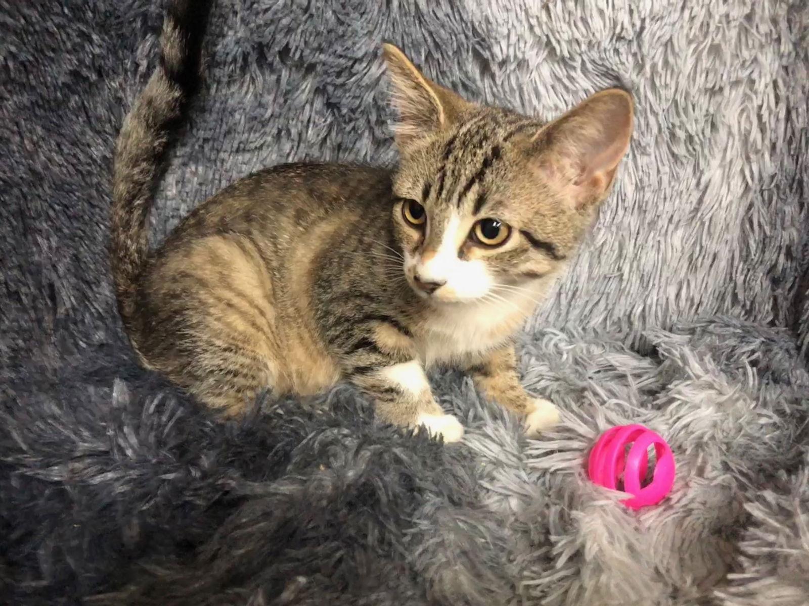 Enlarge Deux, a Adoptable mixed breed in Forest Lake, MN image 1/1