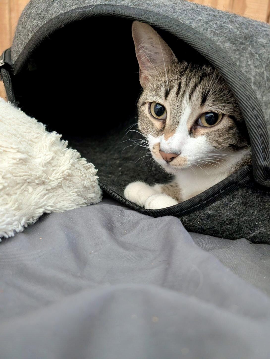 Deux, a Adoptable mixed breed in Forest Lake, MN image 3/3