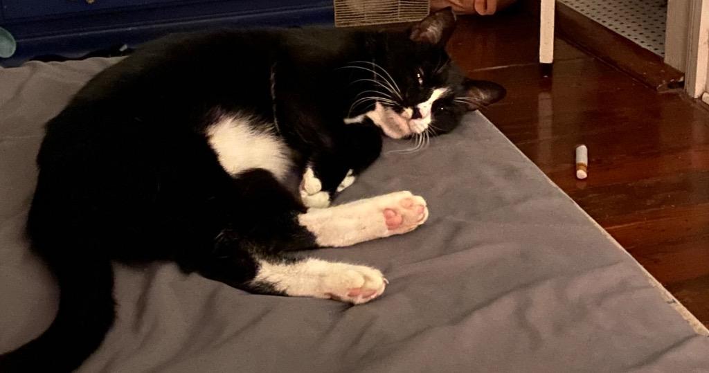 Boots, Adoptable, Adult Male Domestic Short Hair.