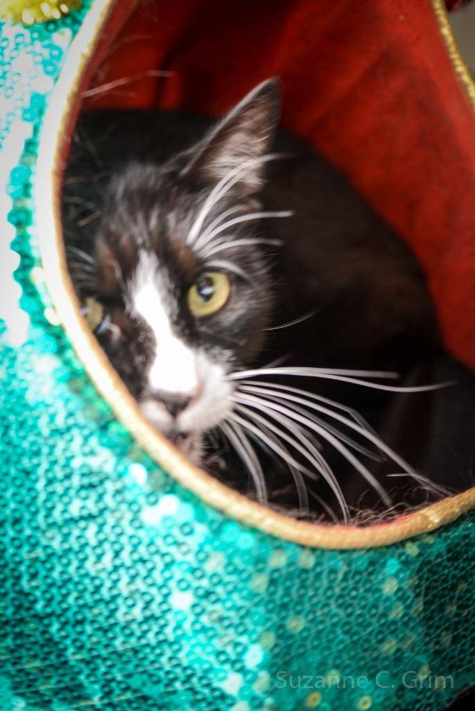 Boots, Adult Male Domestic Short Hair