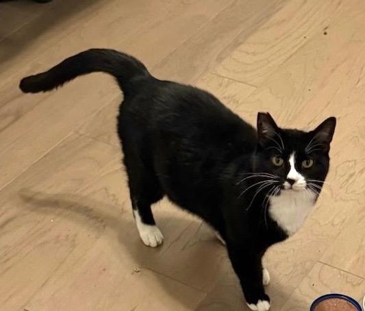 Boots, a Adoptable mixed breed in New Orleans, LA image 2/6