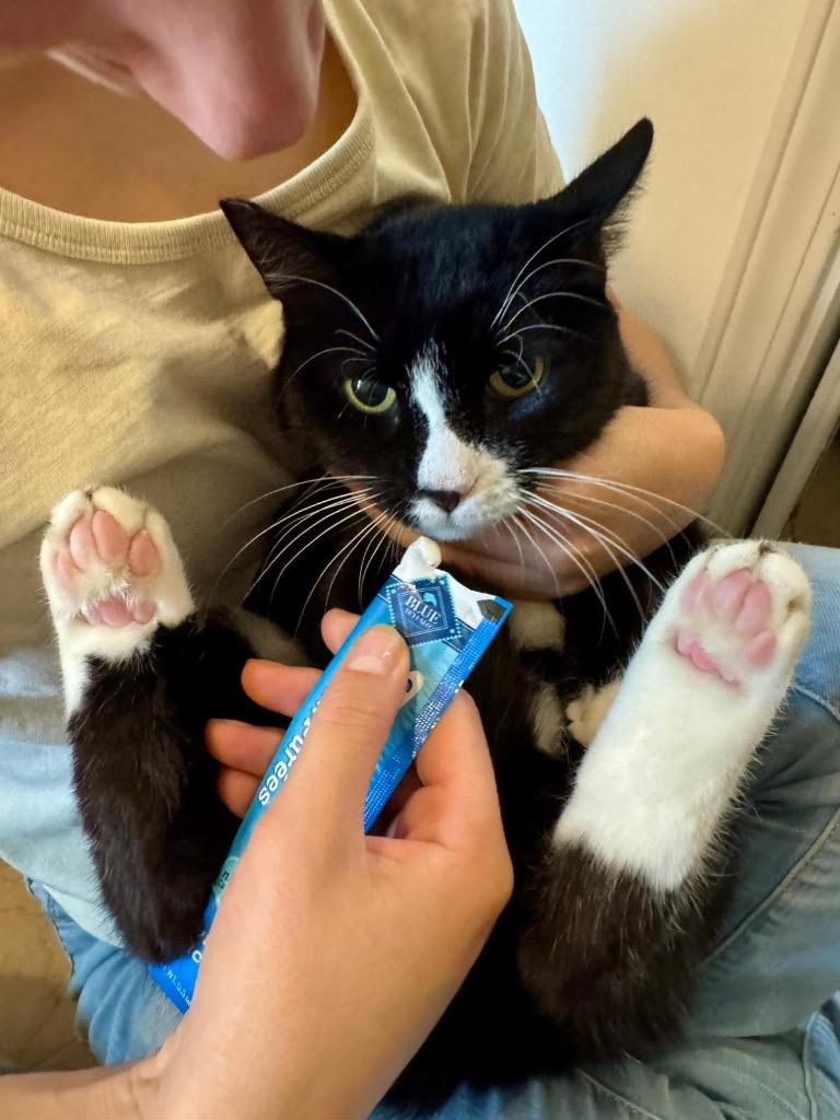 Boots, a Adoptable mixed breed in New Orleans, LA image 3/6