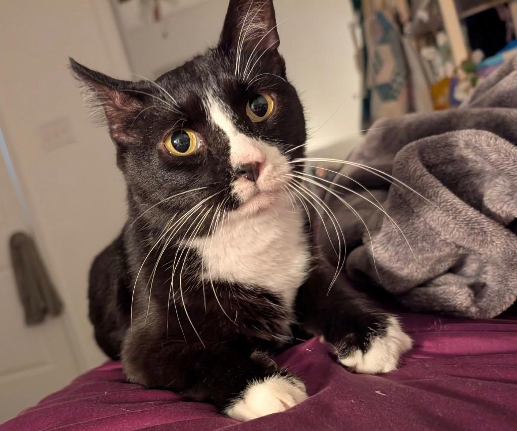 Boots, Adult Male unknown