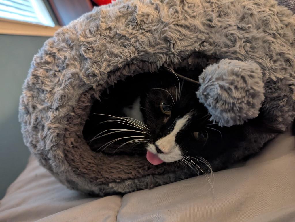 Boots, a Adoptable mixed breed in New Orleans, LA image 5/6