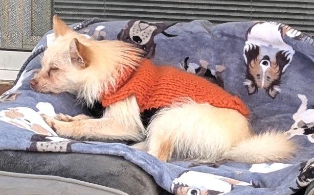 Enlarge Jenny, an adopted mixed breed in Mount Airy, NC image 4/6