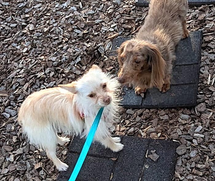 Enlarge Jenny, an adopted mixed breed in Mount Airy, NC image 2/6