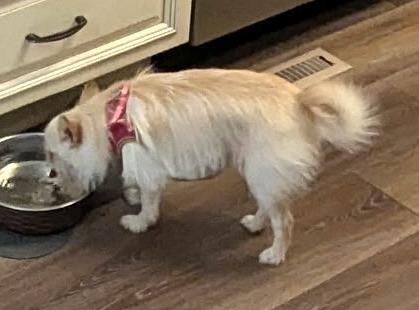 Enlarge Jenny, an adopted mixed breed in Mount Airy, NC image 5/6