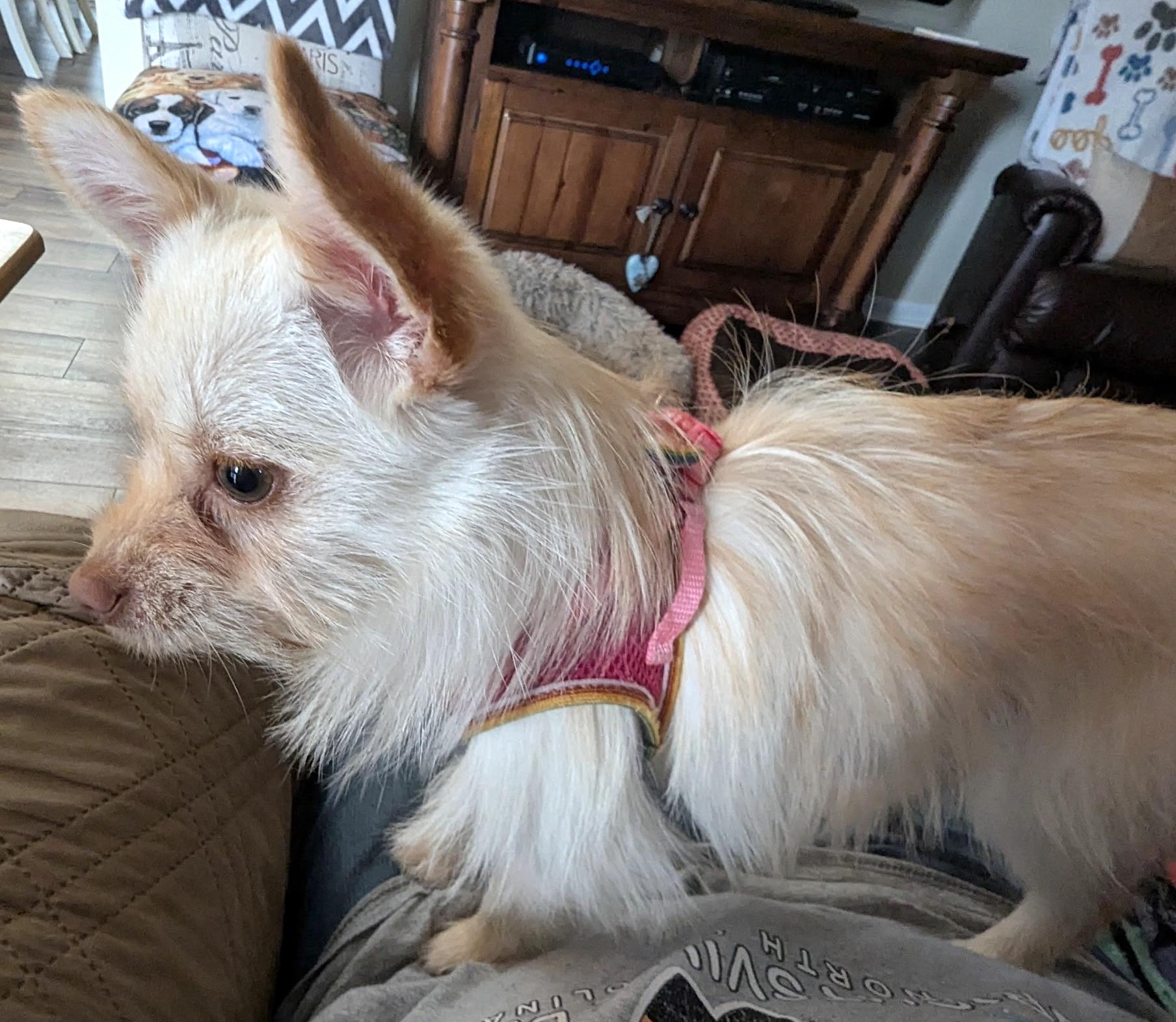 Enlarge Jenny, an adopted mixed breed in Mount Airy, NC image 3/6