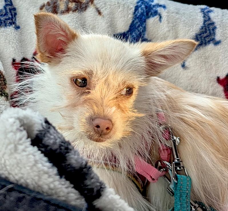 Jenny, adopted, Young Female Chihuahua & Poodle (Toy).