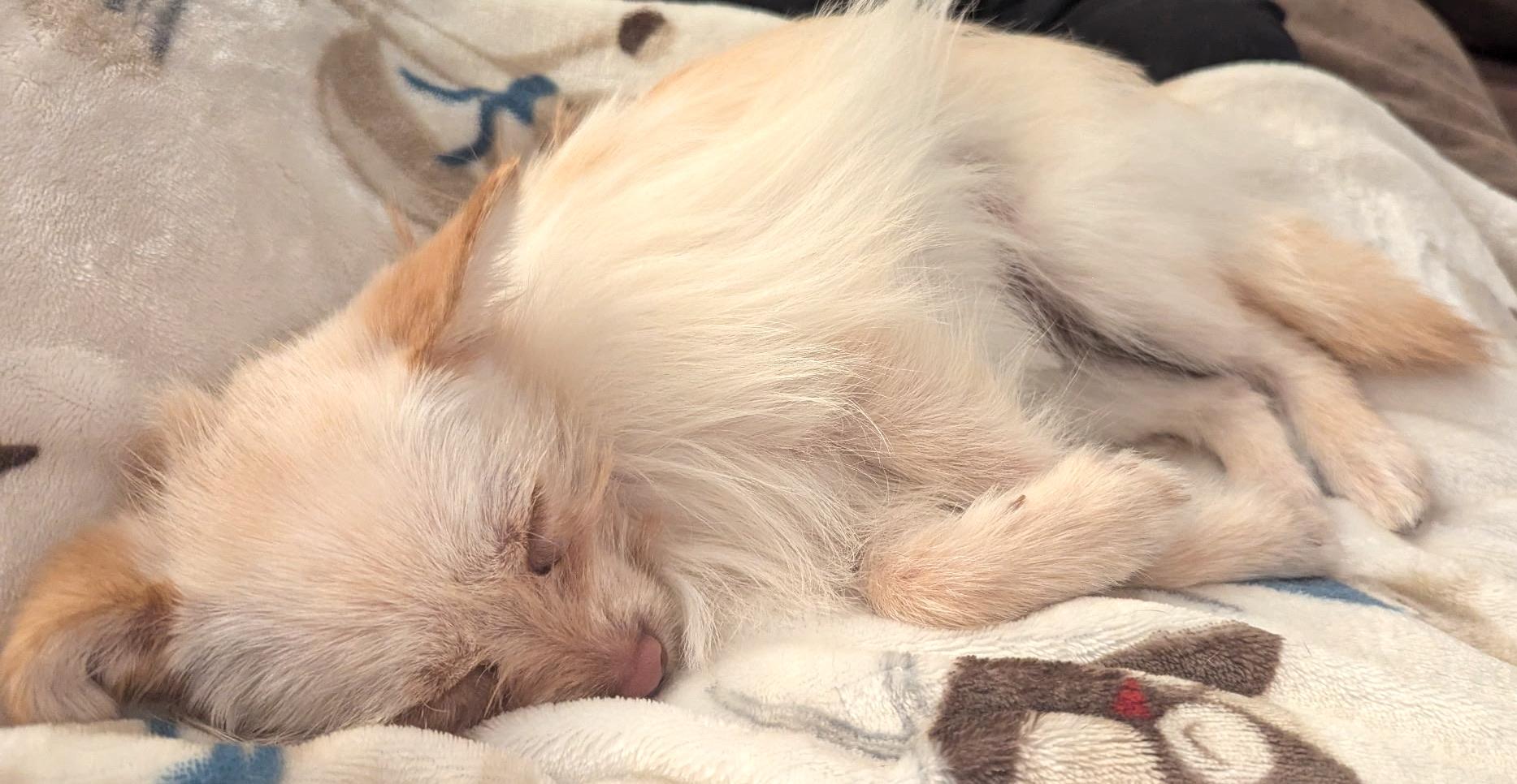 Enlarge Jenny, an adopted mixed breed in Mount Airy, NC image 6/6